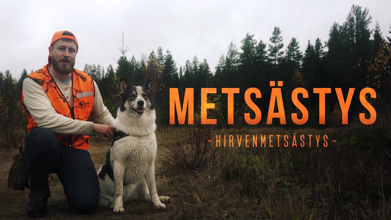 Hirvenmetsästys - METSÄSTYS