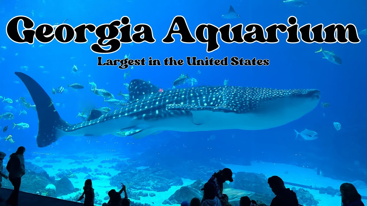 Georgia Aquarium | Largest Aquarium in the United States | Dean Family Travels