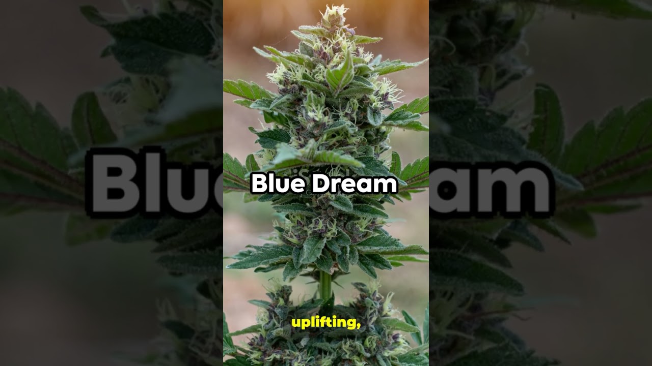 Top 10 Beginner-Friendly Cannabis Strains | Educational Report