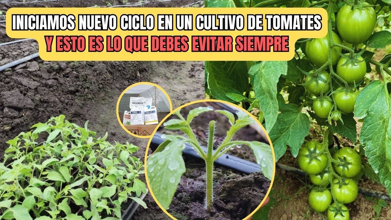 3 Pasos principales para EVITAR perder plantas en CULTIVOS DE TOMATES