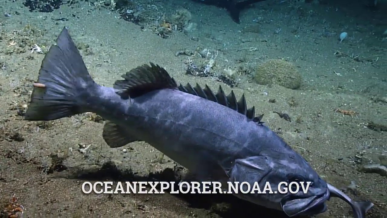 Video: Unusual sighting of grouper eating a shark