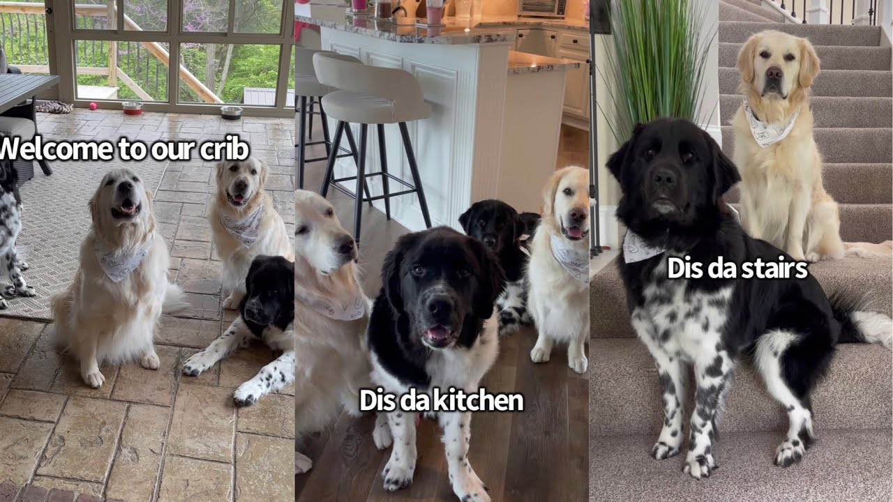 Dogs Give Tour Of Their House