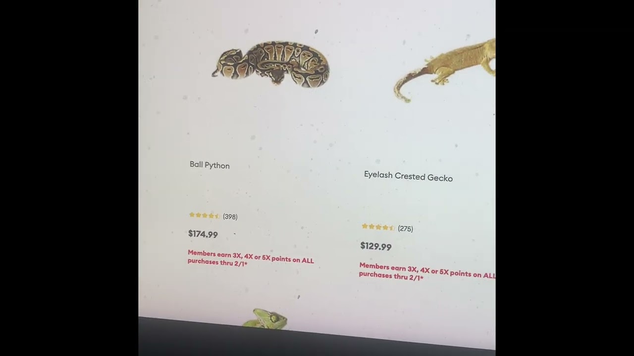 Looking into buying my first reptile what should I buy 