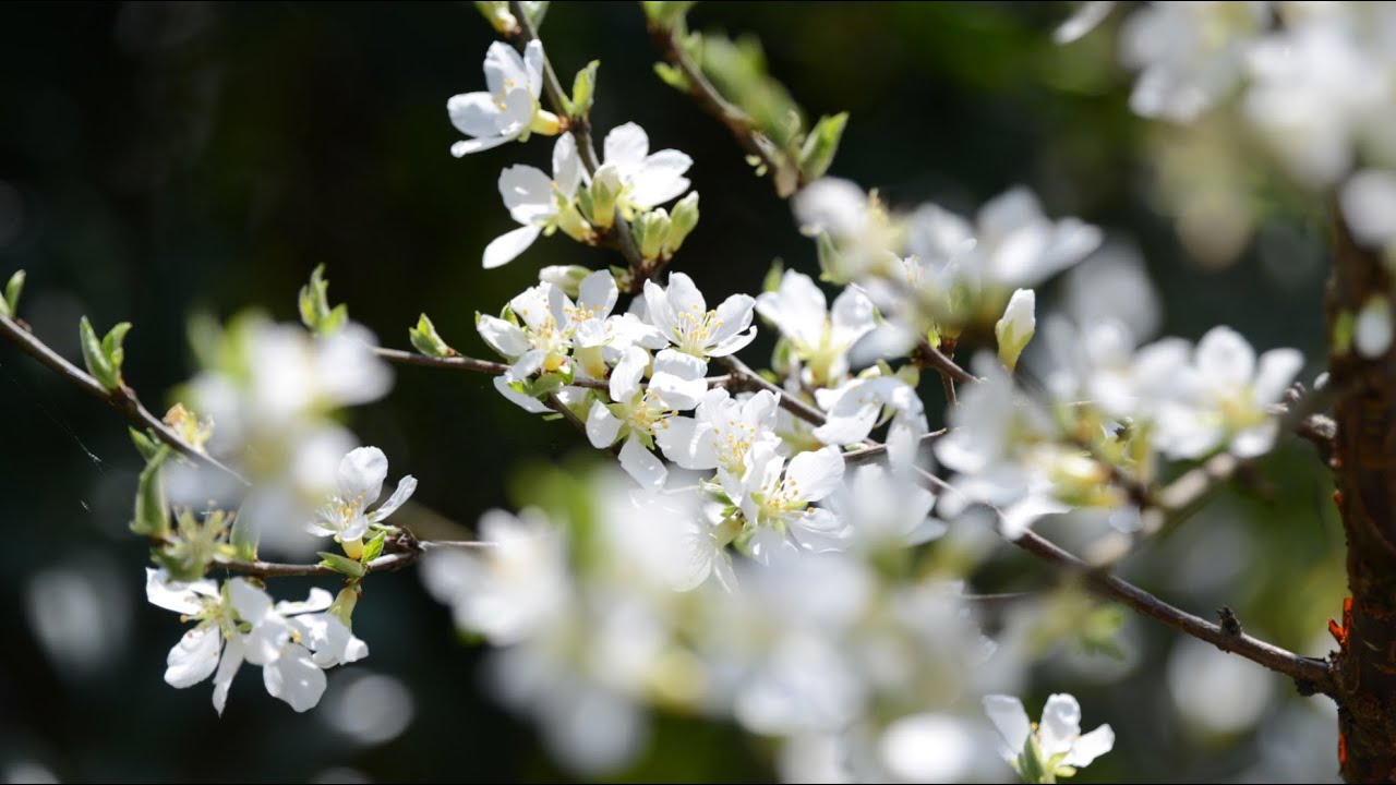 山桜桃の花咲く頃　　　　　　　愛は夢のように　白鳥英美子