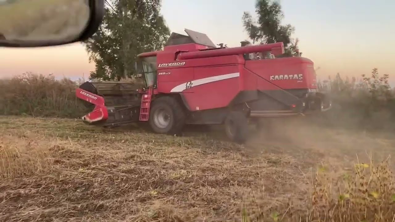 Laverda 255 LCS Biçerdöver Soyafasülyesi biçme işlemi
