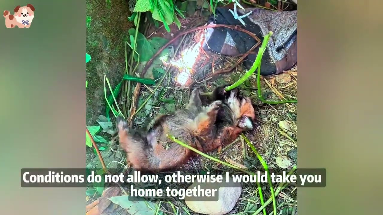 She held her child and cried in pain, stopping me to beg for help