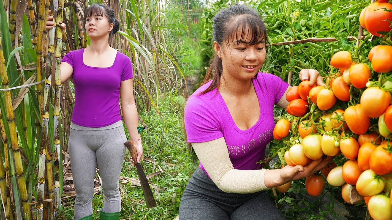 Harvest Tomato Goes To Market Sell, Harvesting Sugar Cane - Animals Care | Phuong Daily Harvesting