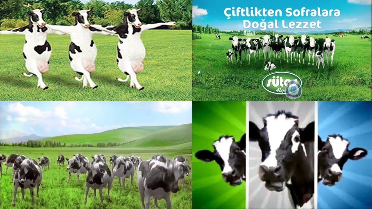 Sütaş Dans Eden İnekler Reklamları Uzun Versiyon - Sütaş Şarkıları