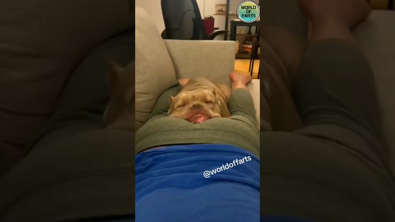 Dogs vs Farts: Epic Reactions Caught on Camera! 🐕💨 #funny #fart #comedy