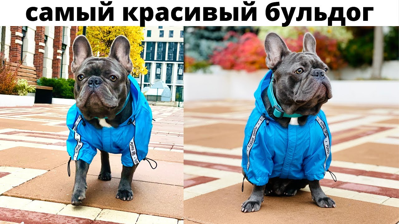Принц/Самый Красивый Французский Бульдог в Мире/Интервью