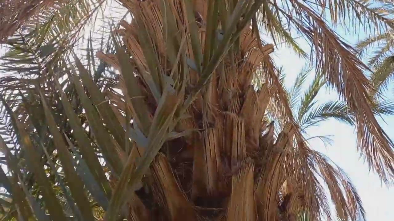 a wonderful adventure into the Moroccan desert . exploring Tisint oasis