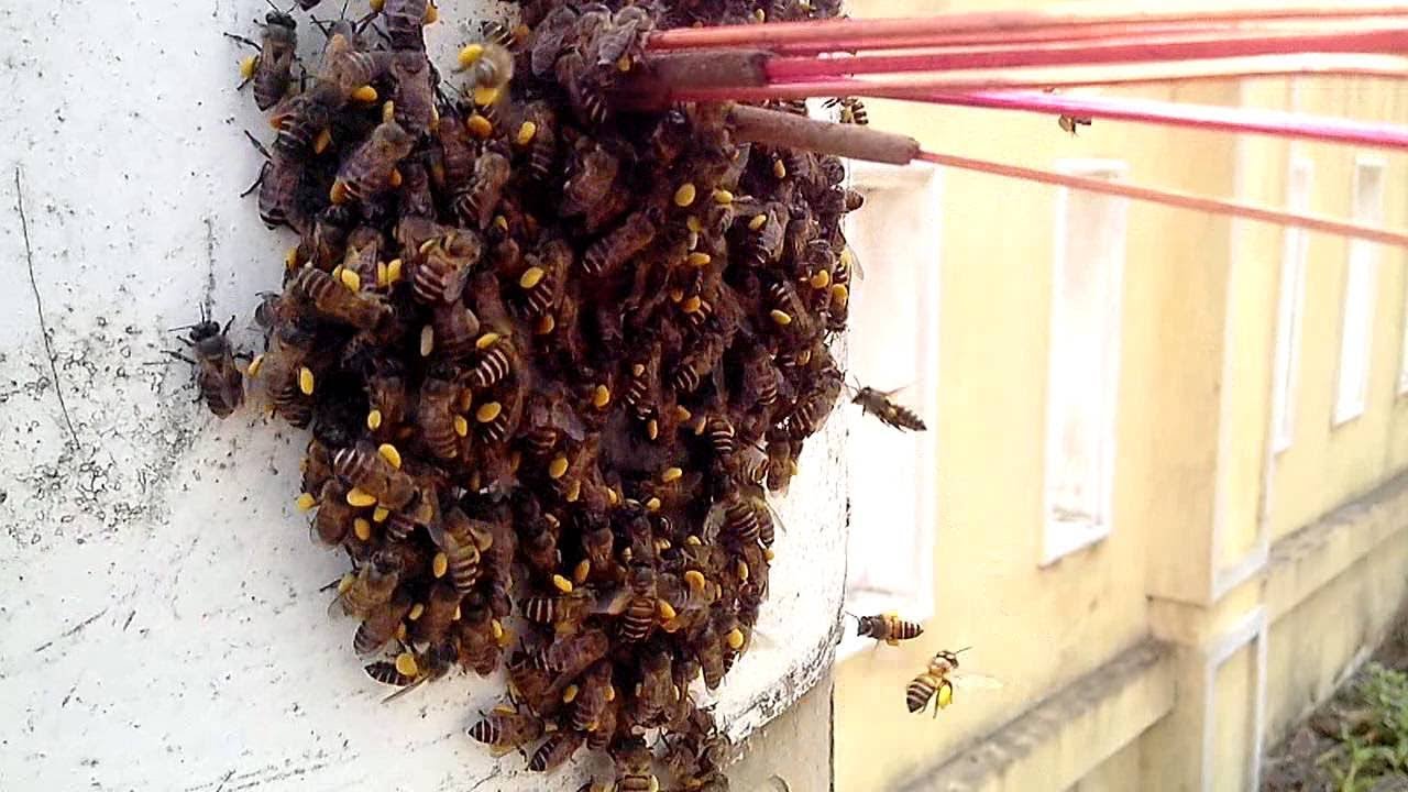 Catching beehive in the electric pole in Asia Country