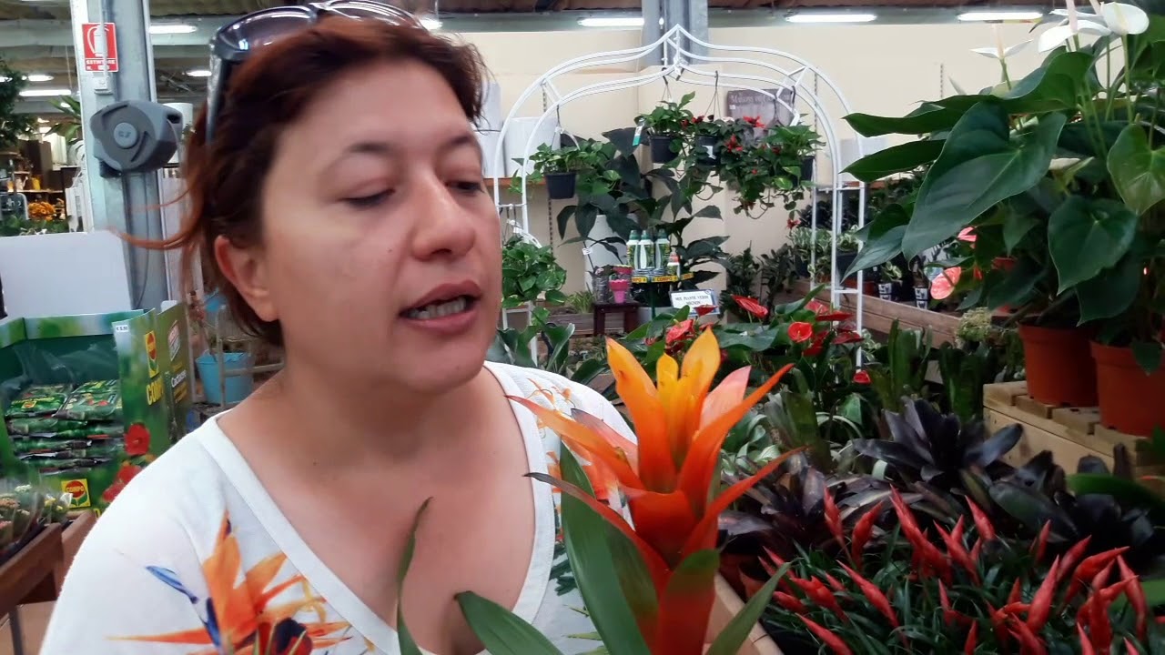 Consigli pratici su come coltivare la guzmania