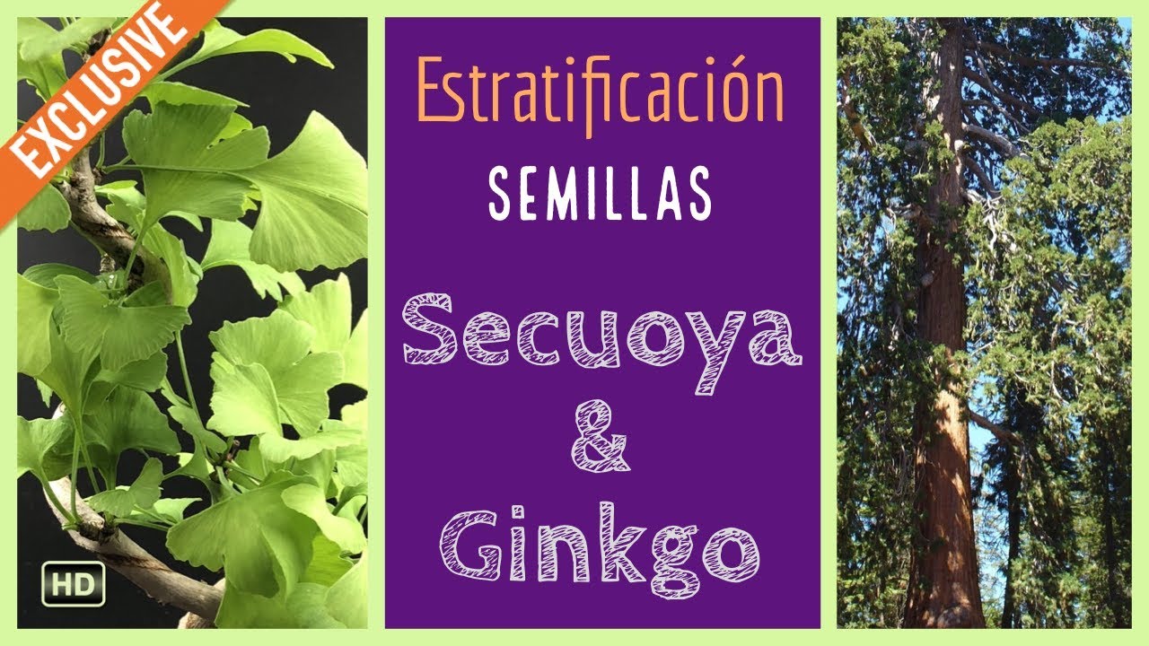 Bonsai Secuoya roja. Bonsai Ginkgo. Semillas Estratificación...