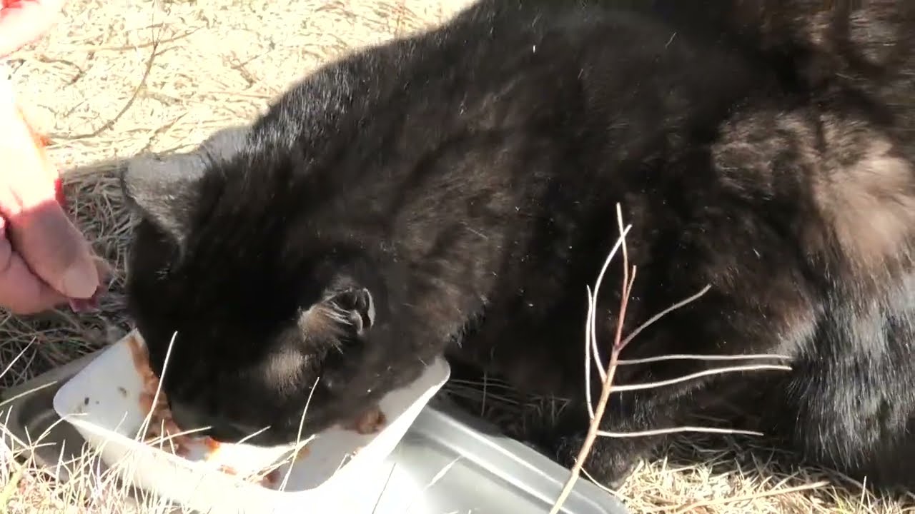 林崎散歩道地域猫ブラウン2026 1 23a