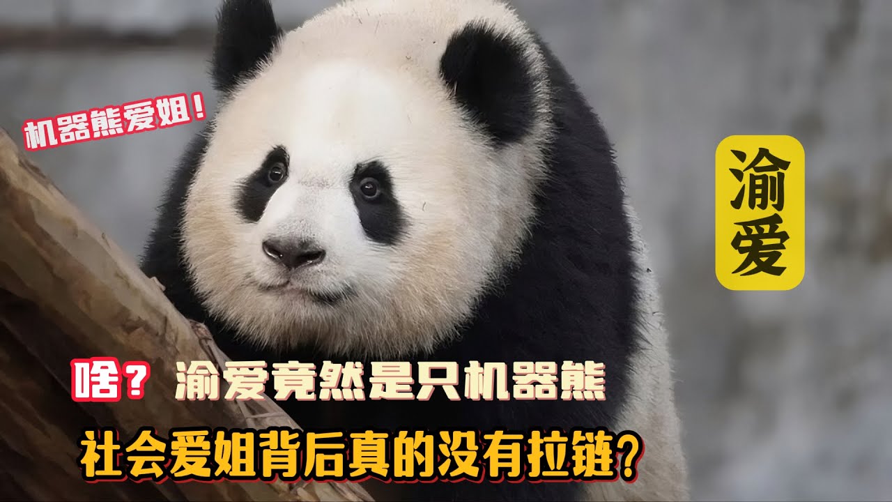 啥？人里人气可爱至极的渝爱竟然是只机器熊猫，每天上班还要充电，社会爱姐背后真的没有拉链？