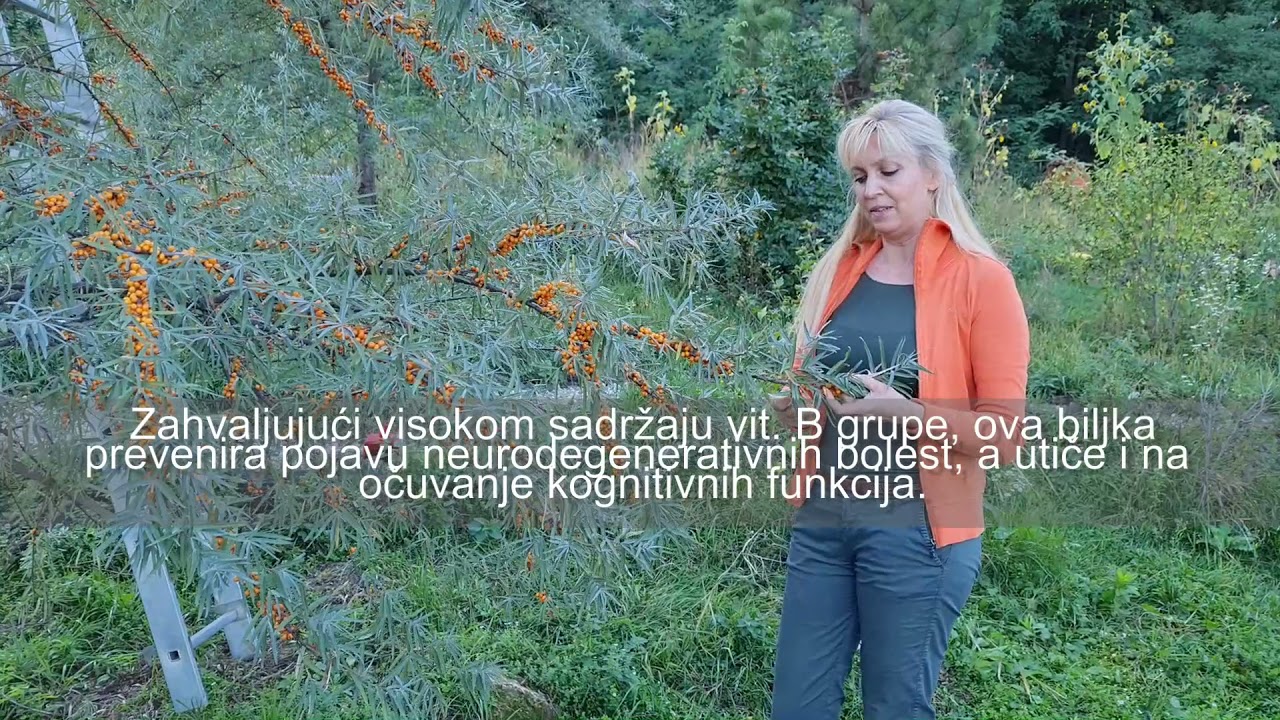 Voće koje raste kao ludo, obiluje plodovima i nema šta ne leči