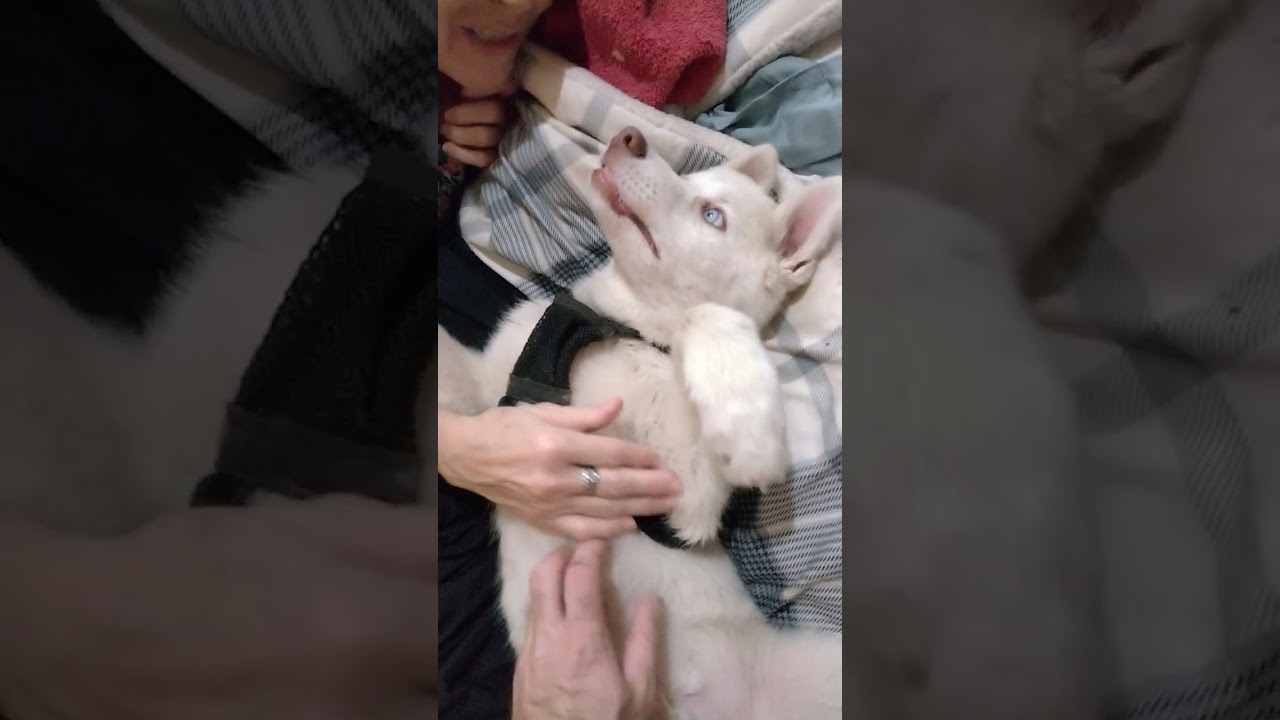 Husky Puppy Giving Kisses