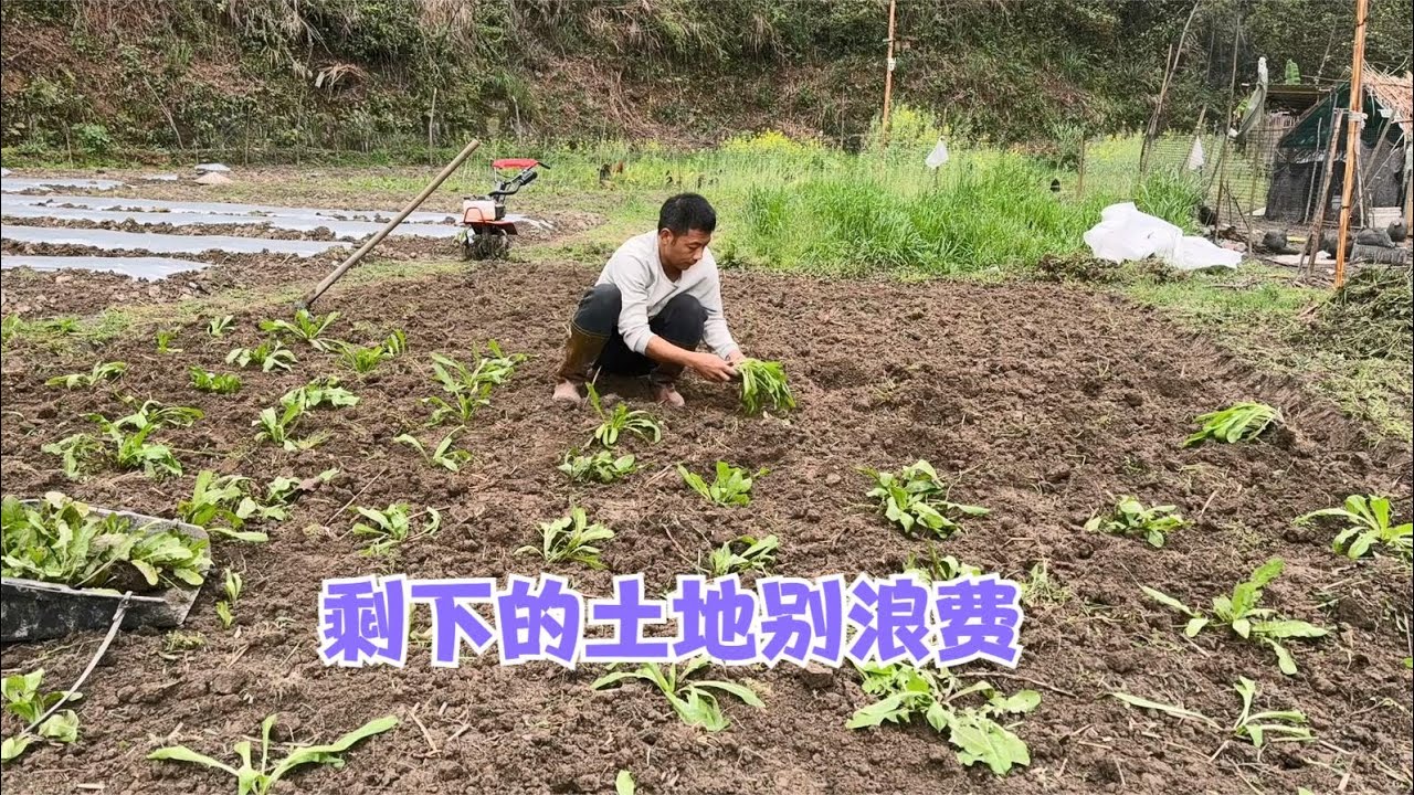 雨锅为了农场的多样化，剩下的土地也不浪费，可以多种些瓜果蔬菜