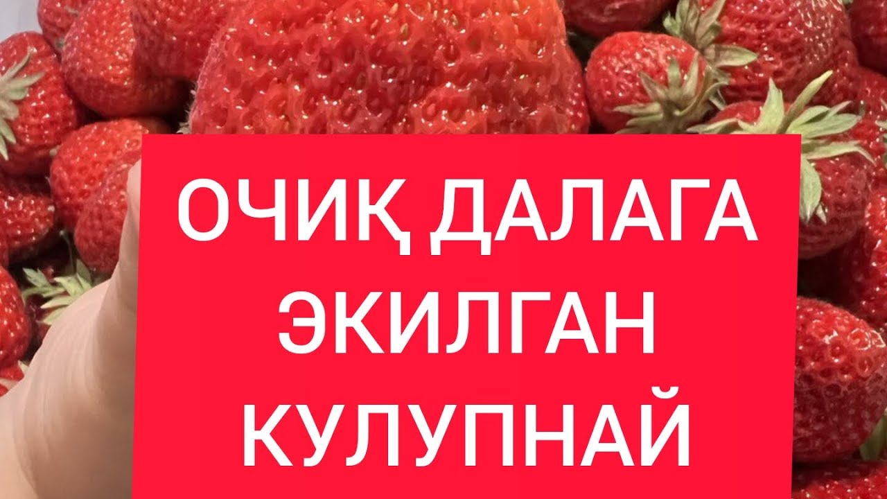 Теплица ва кулупнай