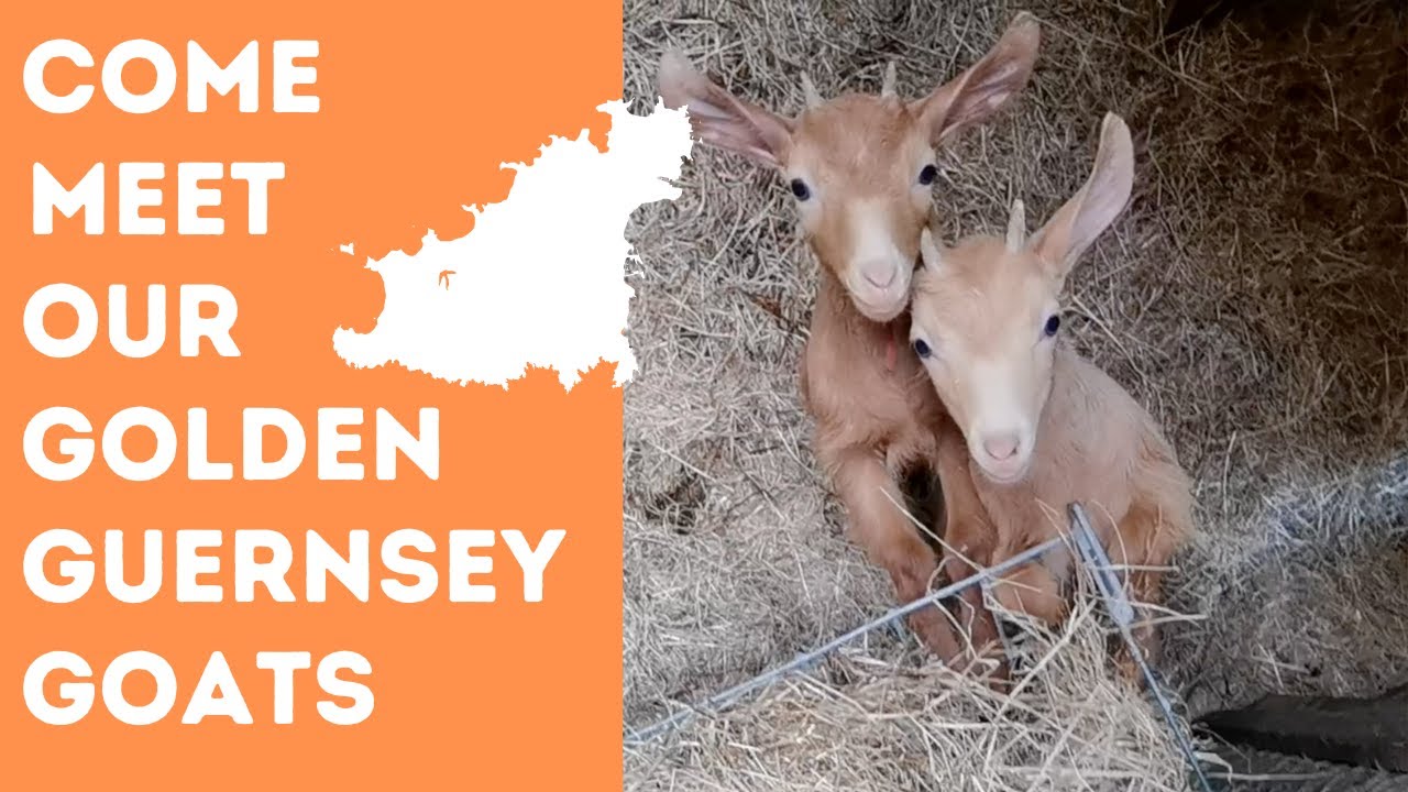 Unveiling our Golden Guernsey Goats