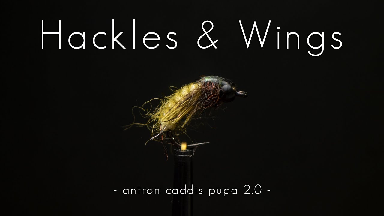 Fly Tying Antron Caddis Pupa 2.0 | Hackles & Wings