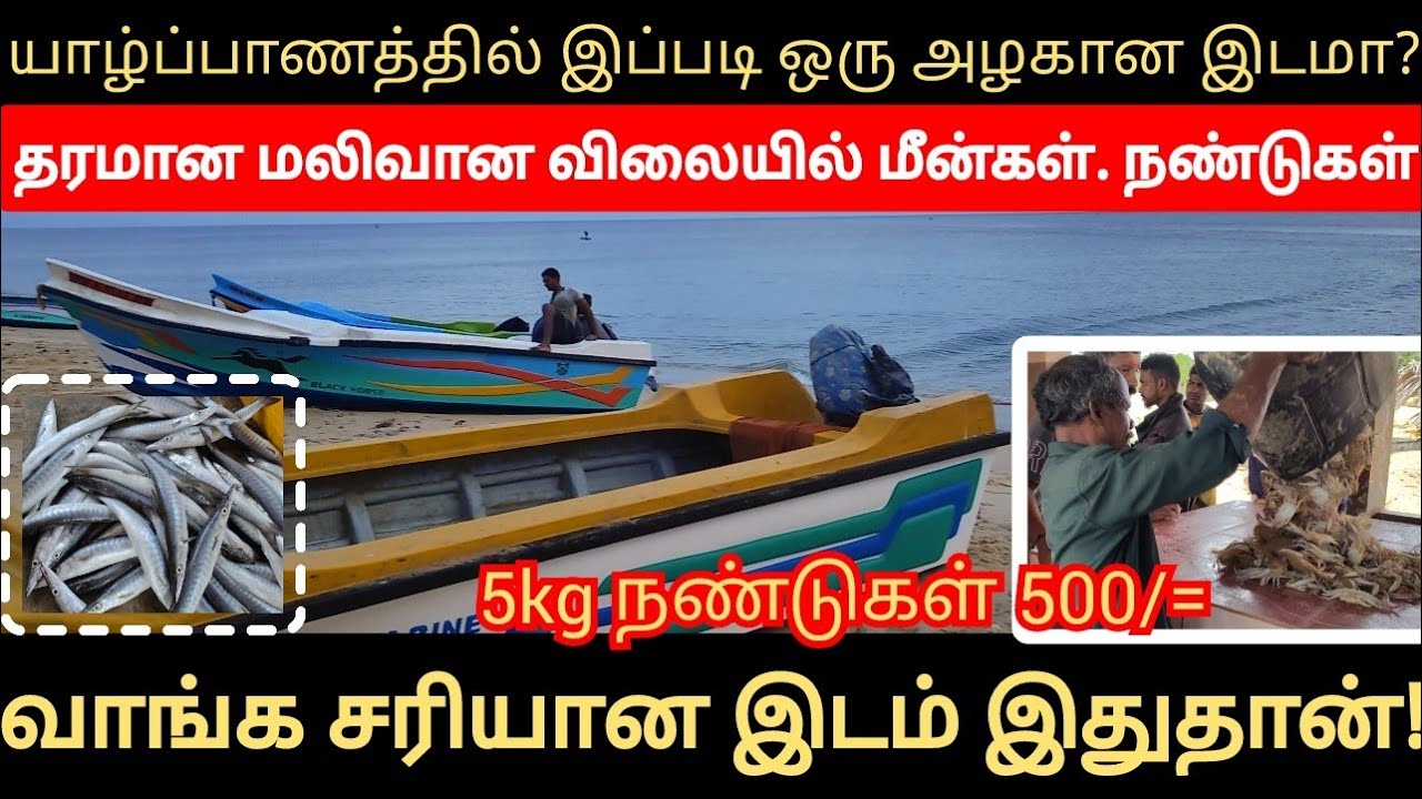 யாழ்ப்பாணத்தில் இப்படி ஒரு அழகான இடமா? தரமான மலிவான விலையில் மீன்கள். நண்டுகள் |அள்ள குவிந்த மக்கள்.
