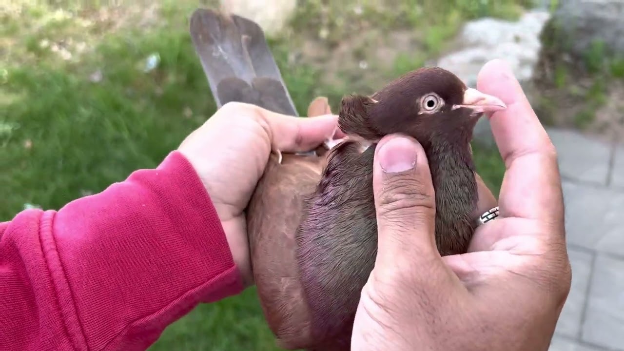 Best Serbian High flyer pigeons in Sweden  Sami Abrar pigeons