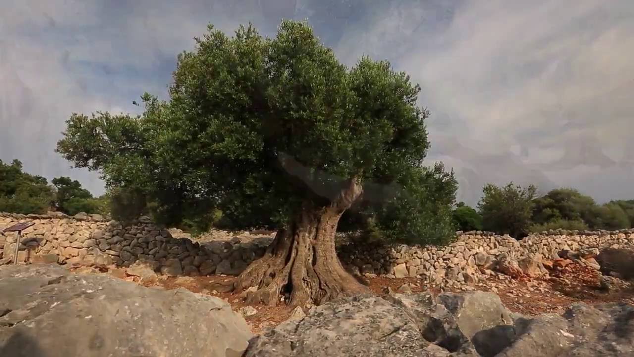 Lun-old olives