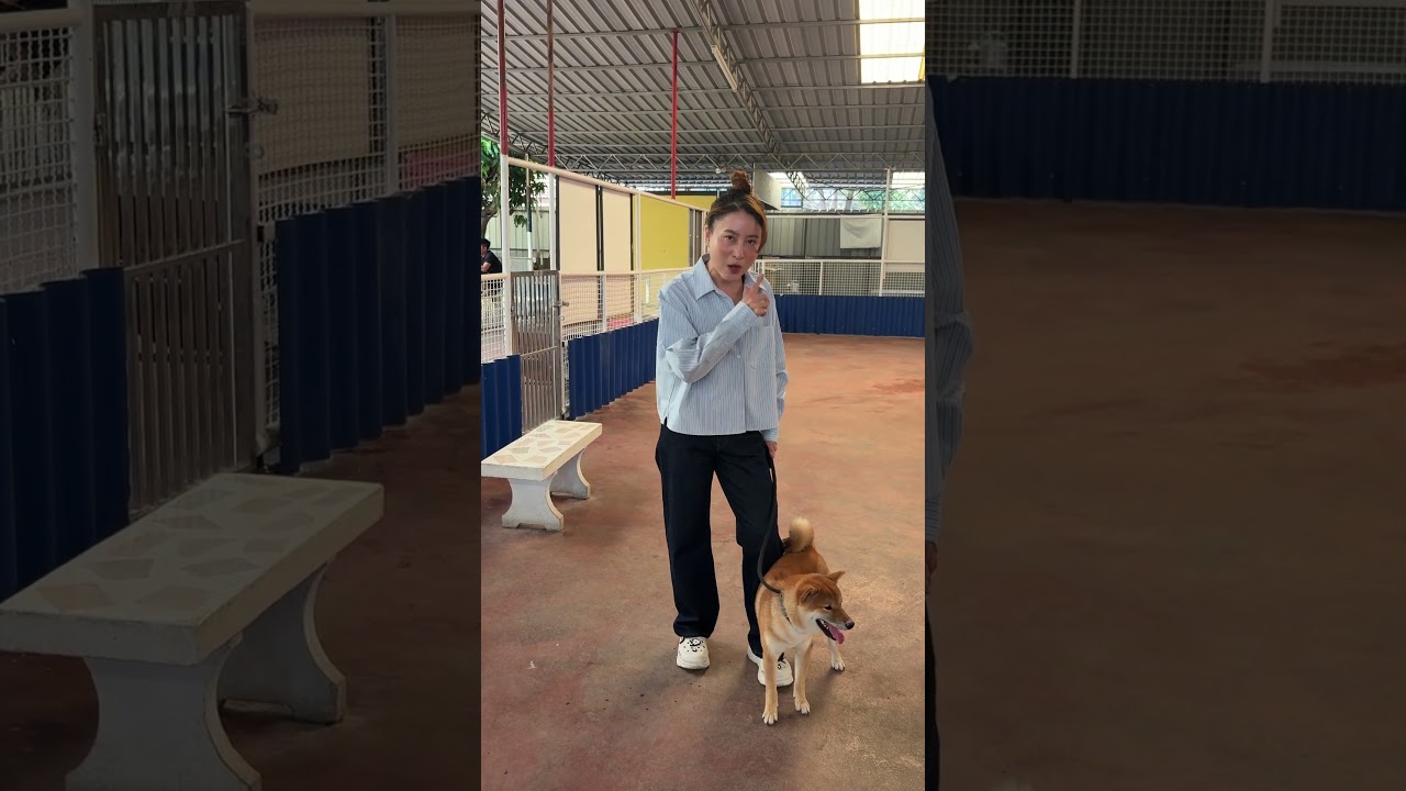 How to discipline a dog so it listens? The correct way 