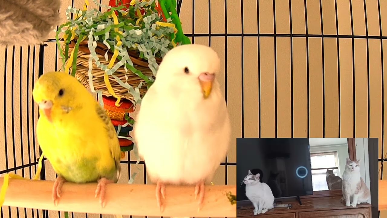 Cat TV 🐦Our Cats Meet Their Birds for the First Time!🐱🐦 @ Johnny_boy113