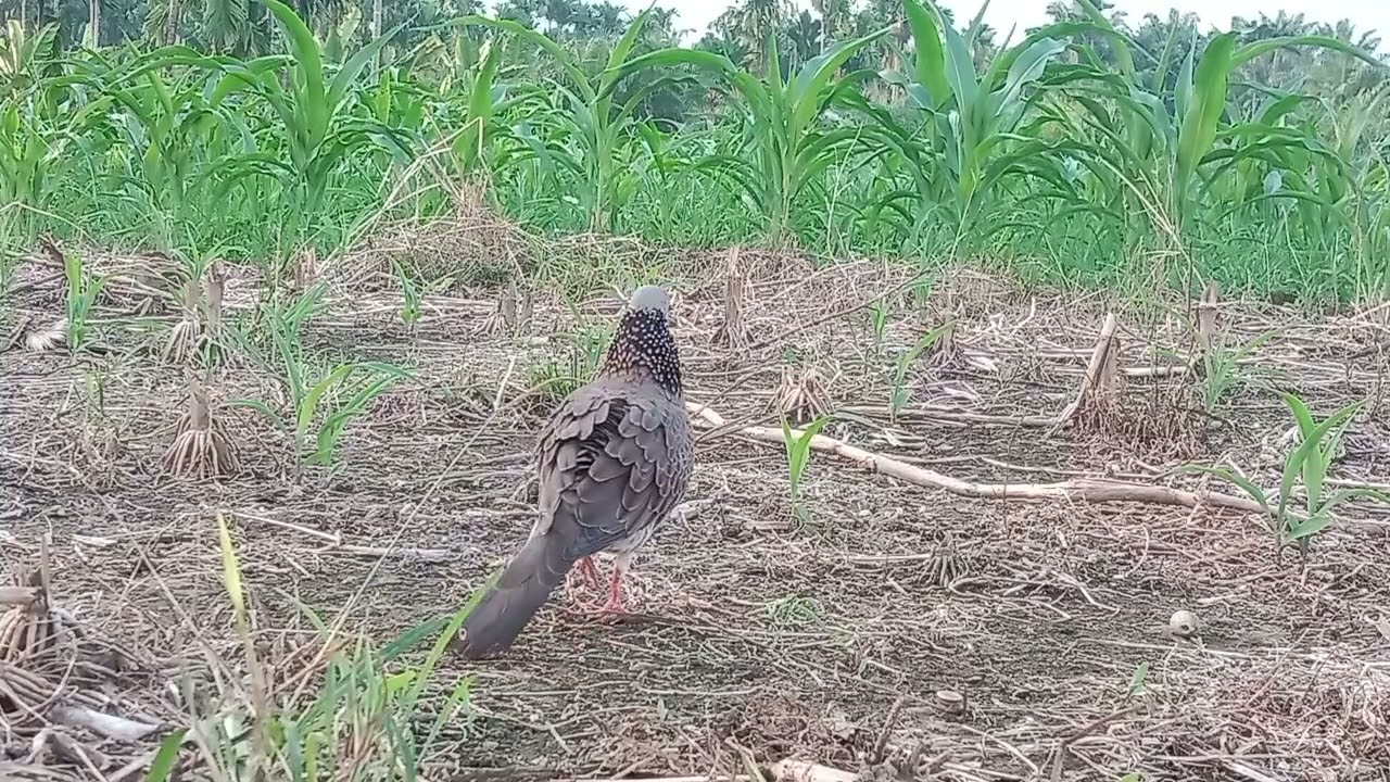 Di saat pikat lagi tanding suara, tekukur betina pun datang