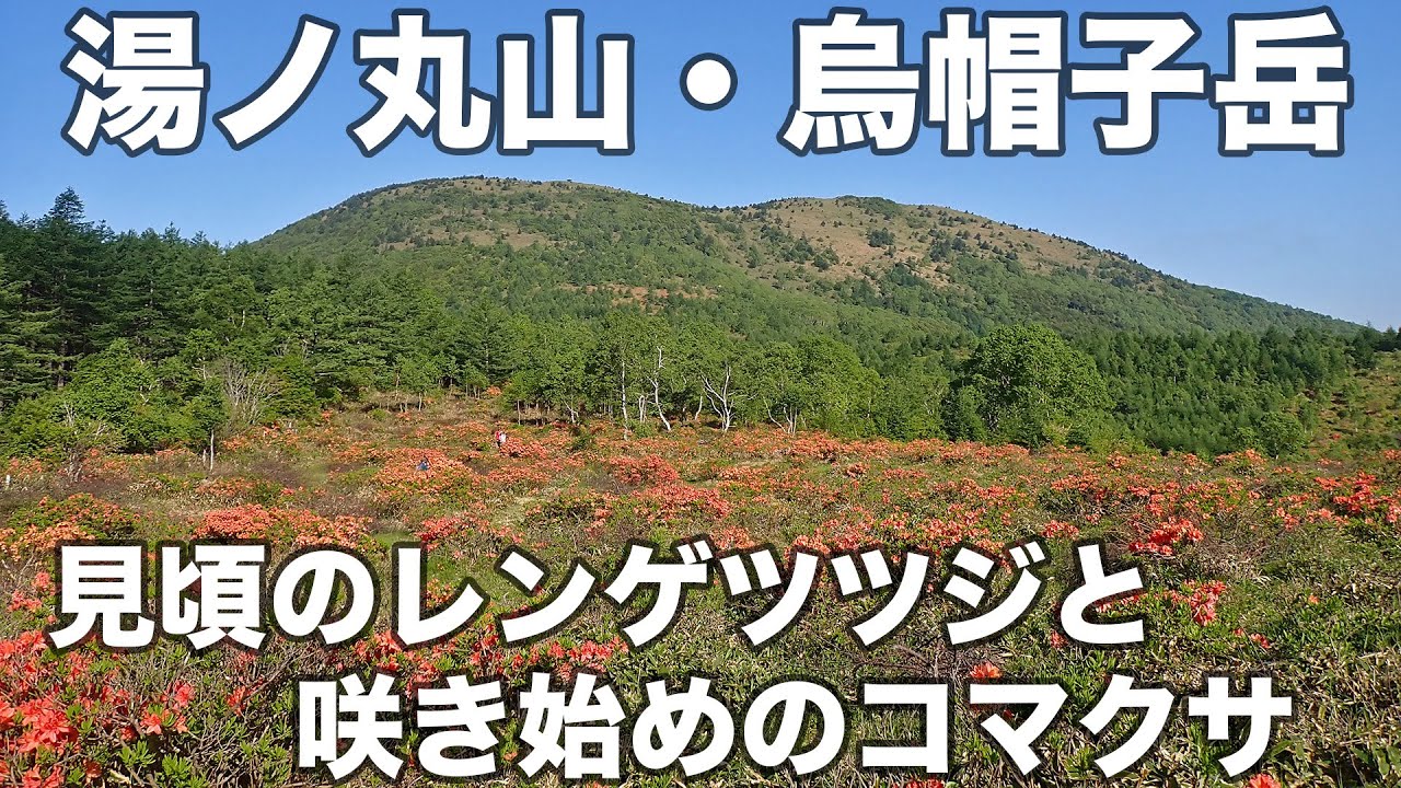 湯ノ丸山・烏帽子岳 2025年6月20日 見頃のレンゲツツジと咲き始めのコマクサ