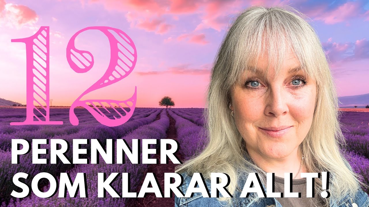 12 PERENNER FÖR SOL & TORKA - trädgårdsdesignern tipsar!