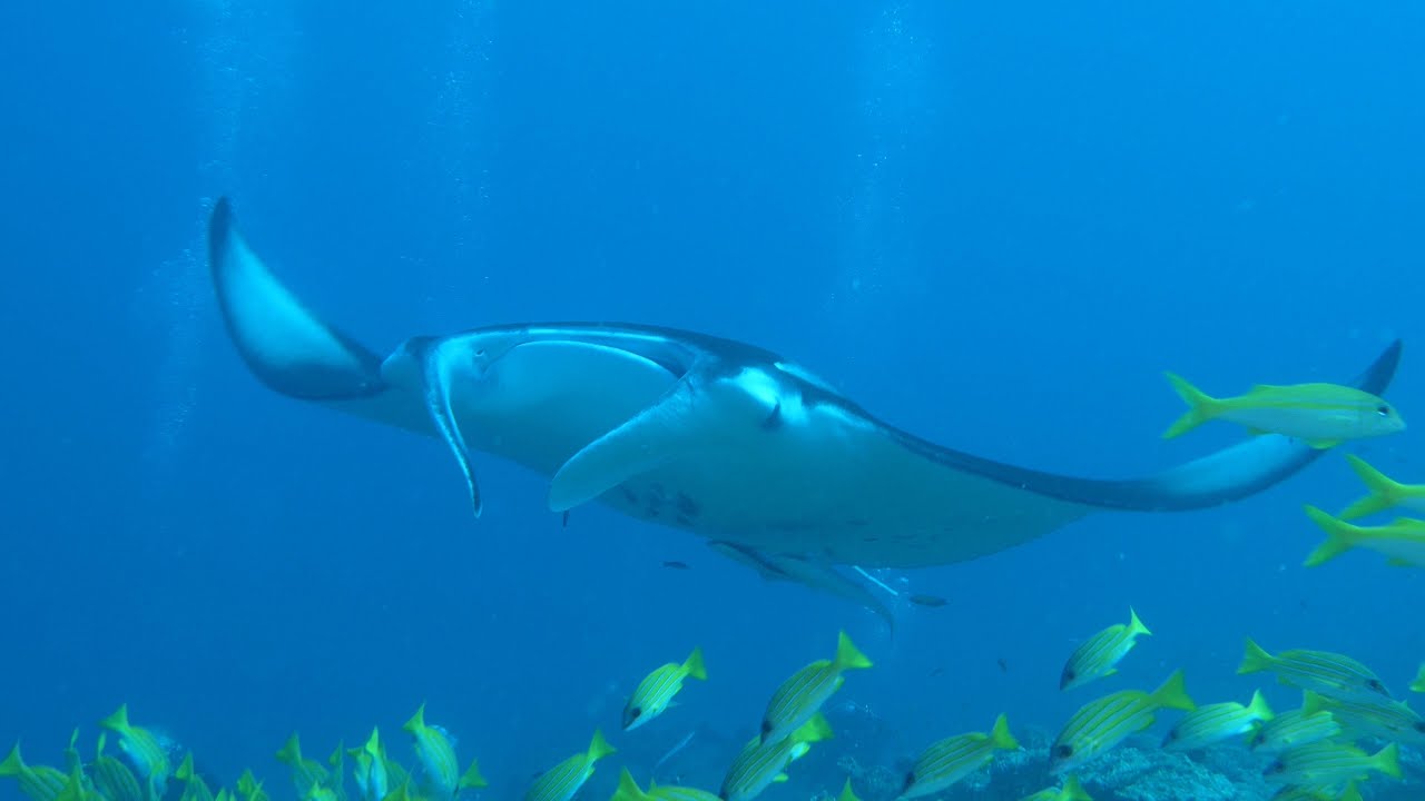 Meedhupparu Malediven 2019 Unterwasser