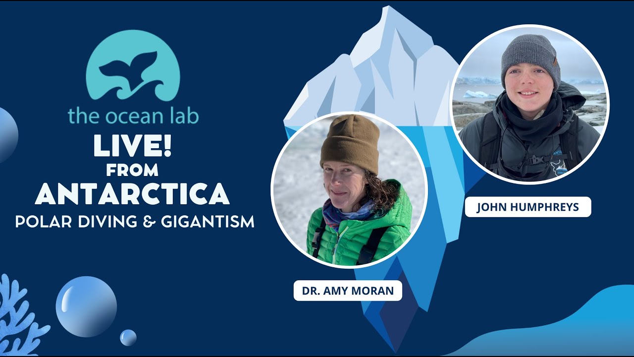 The Ocean Lab Livestream Antarctica #2: Dr. Amy Moran & John Humphreys on Polar Diving & Gigantism!