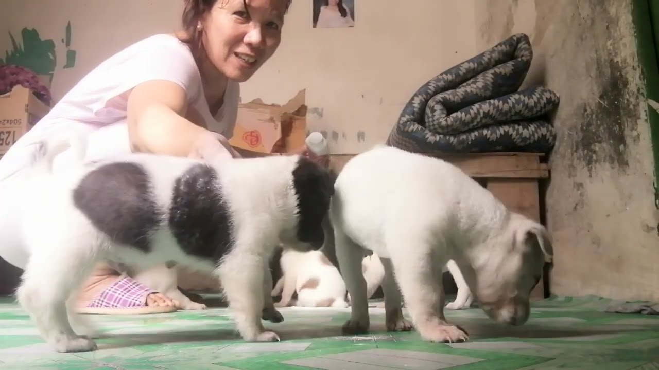 My five little Puppies #PEARLCARES 