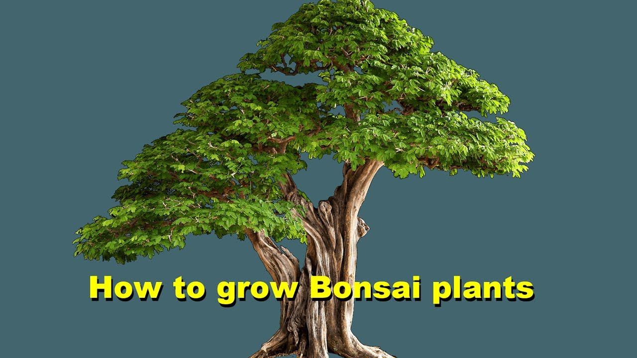 Some Information about Bonsai plants by Dr Saeed Khan Tips & care in (Urdu/ Hindi)