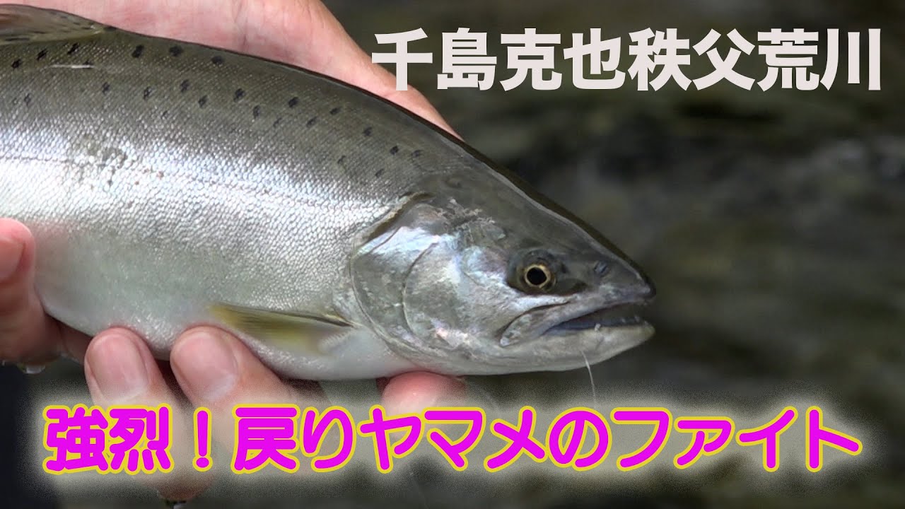 千島克也大ヤマメ秩父荒川 強烈！戻りヤマメのファイト