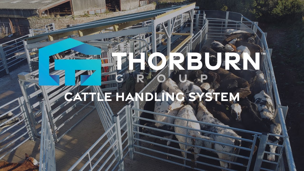 Taking the Cattle into a New Handling System | Thorburn Group