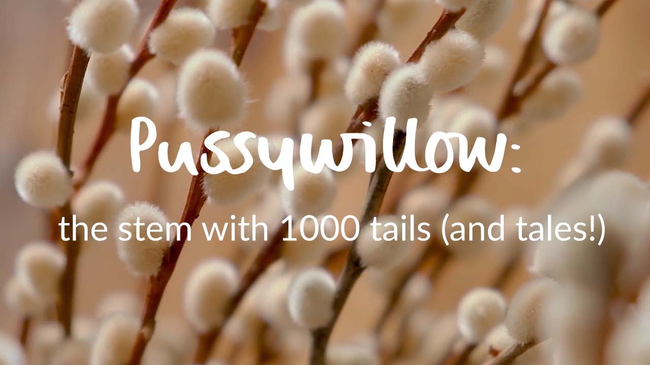 Pussywillow: the stem with 1000 tails (and tales!)