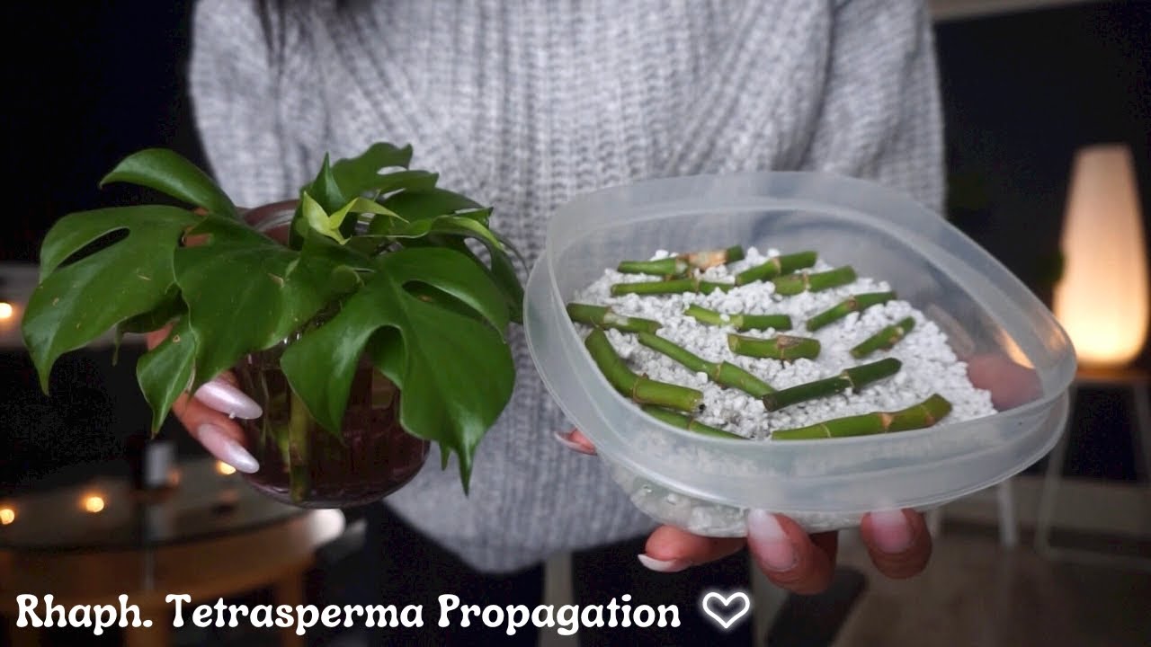 Propagating Rhaphidophora Tetrasperma