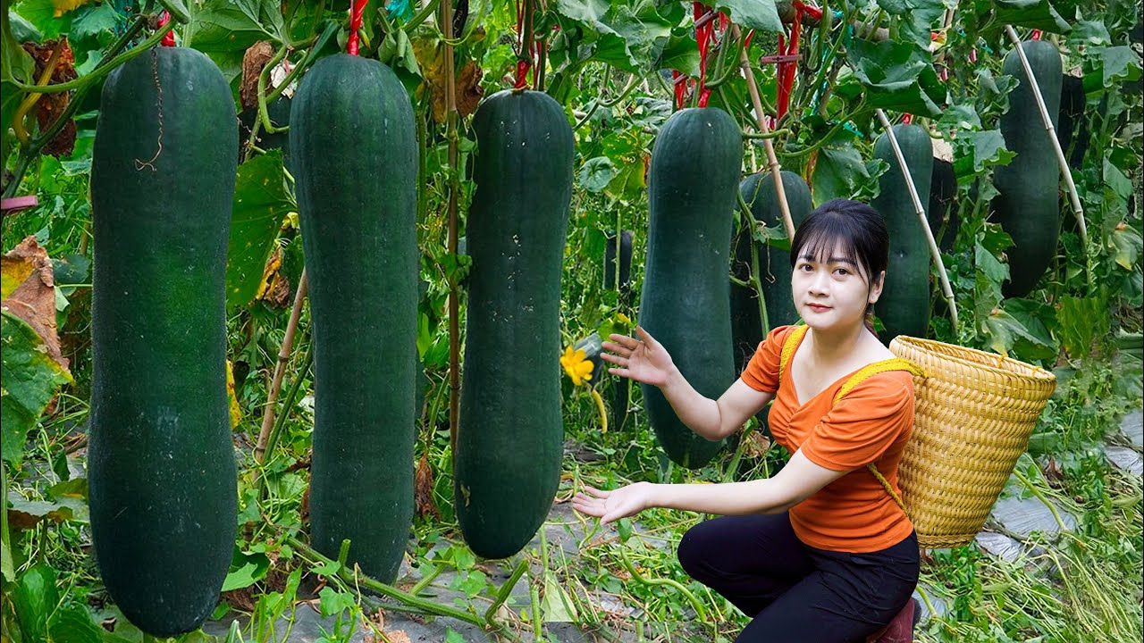 Ly Trieu Ca: Harvesting sweet giant seedless Green Squash - How to grow and cook traditional recipe