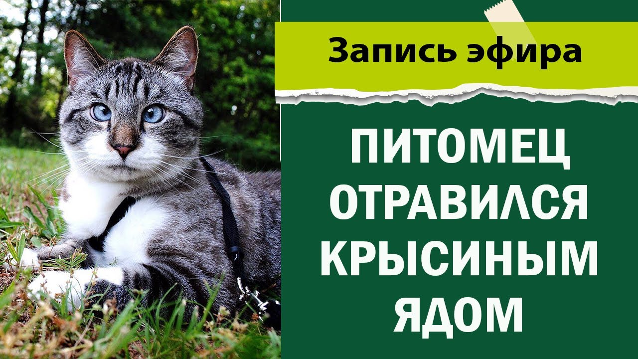 Питомец отравился крысиным ядом