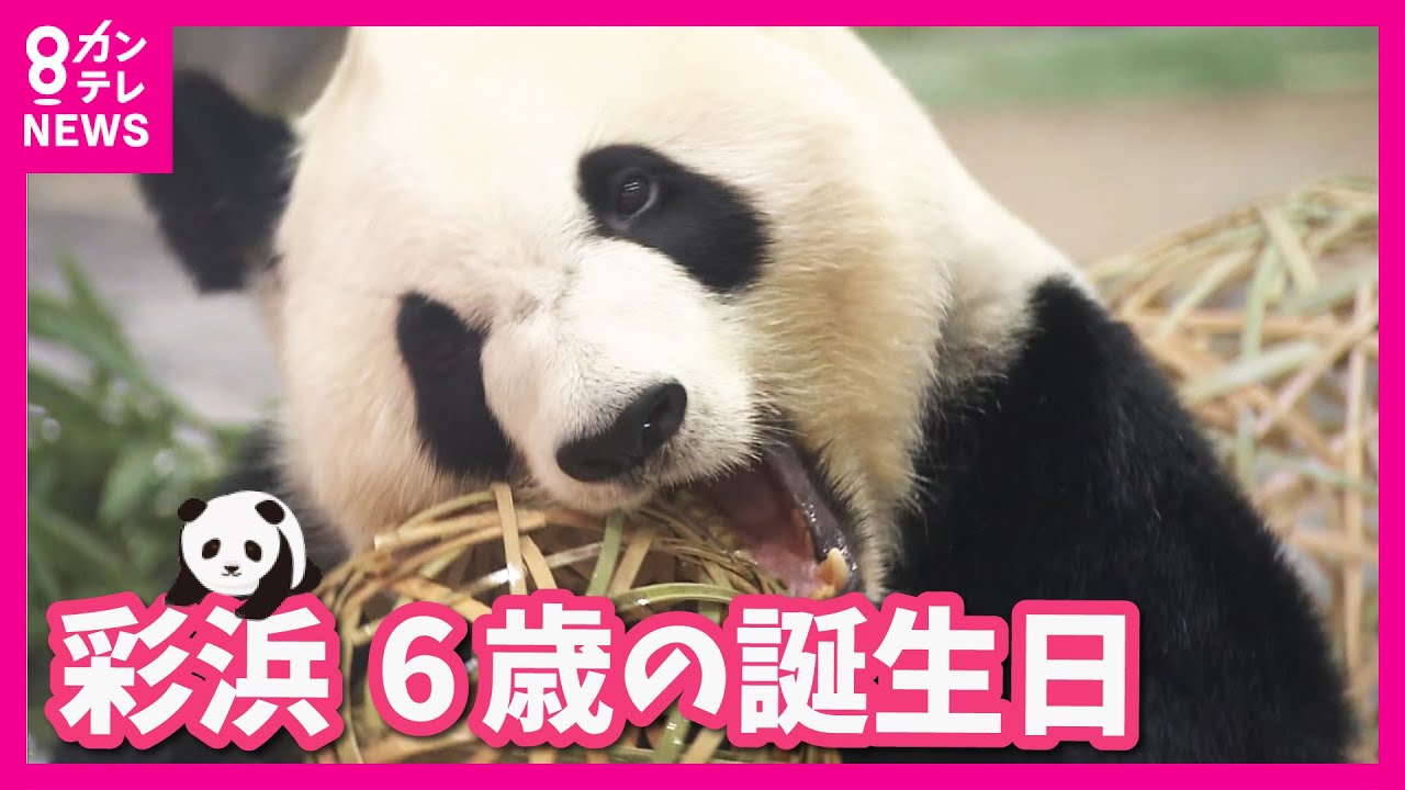 【パンダの彩浜 6歳の誕生日】嬉しそうにプレゼントを抱きしめる「彩浜」　75グラムで誕生も100kg超まで元気に成長〈カンテレNEWS〉