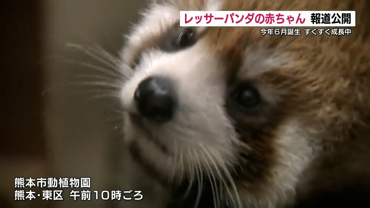 かわいい～～！レッサーパンダの赤ちゃん『杏香』すくすく成長　 一般公開は9月中旬以降【熊本市動植物園】