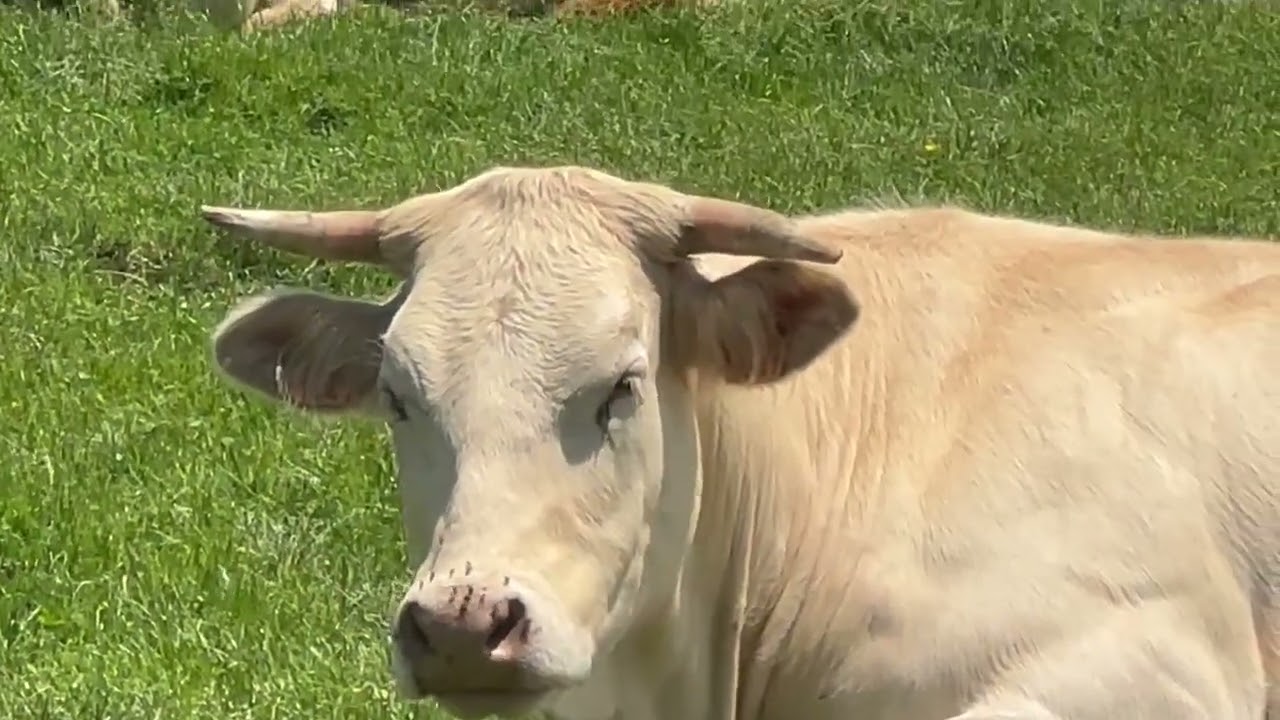 Cykelnerven i Pyrenæerne 2025