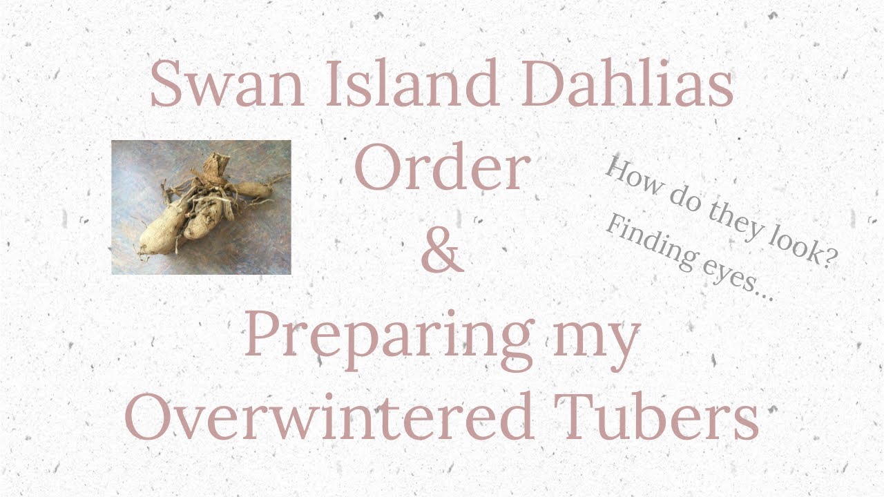Swan Island Dahlias Tuber Order Review/UnBoxing and Getting my Tubers Ready for planting outside