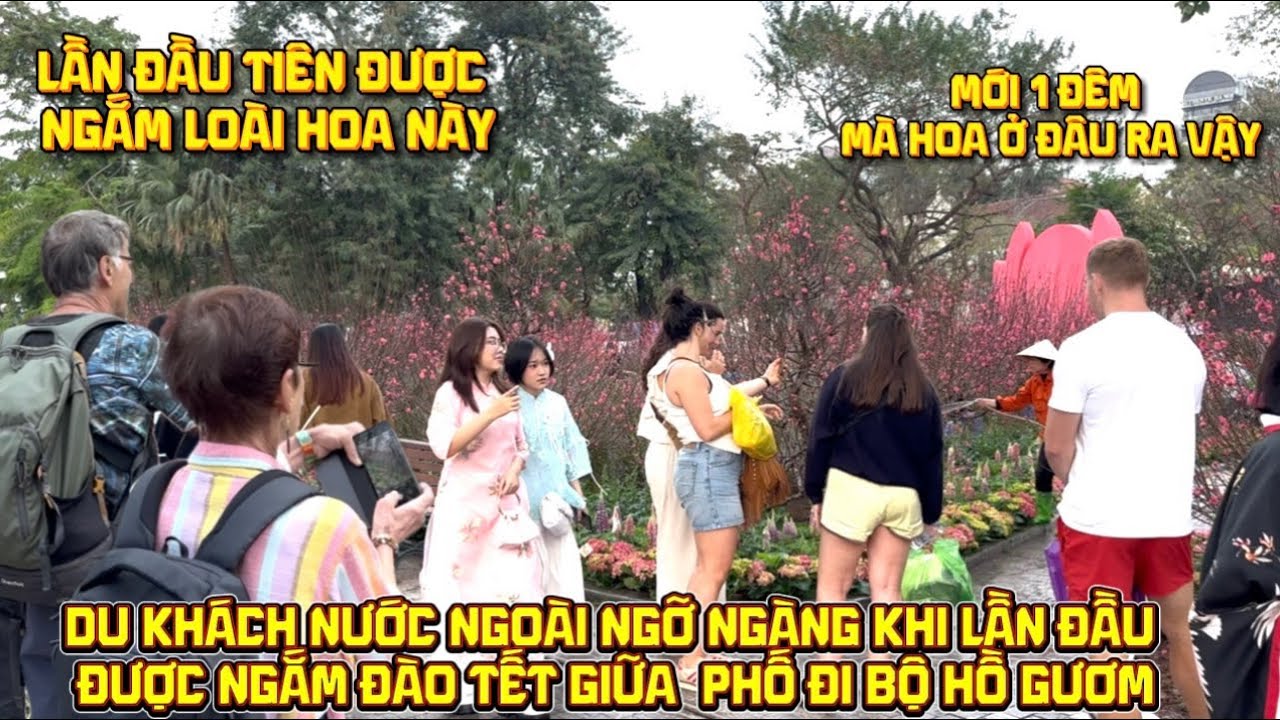 Du Khách Nước Ngoài Ngỡ Ngàng Thích Thú Khi Lần Đầu Được Ngắm Đào Tết Giữa Phố Đi Bộ Hồ Gươm