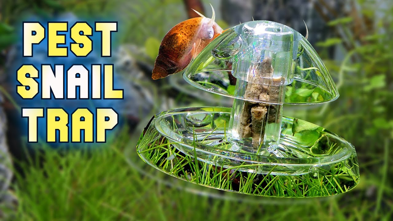Aquarium Pest Snail Trap - Does it work?